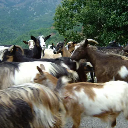 Vendégház Maison U Santu Piedicroce